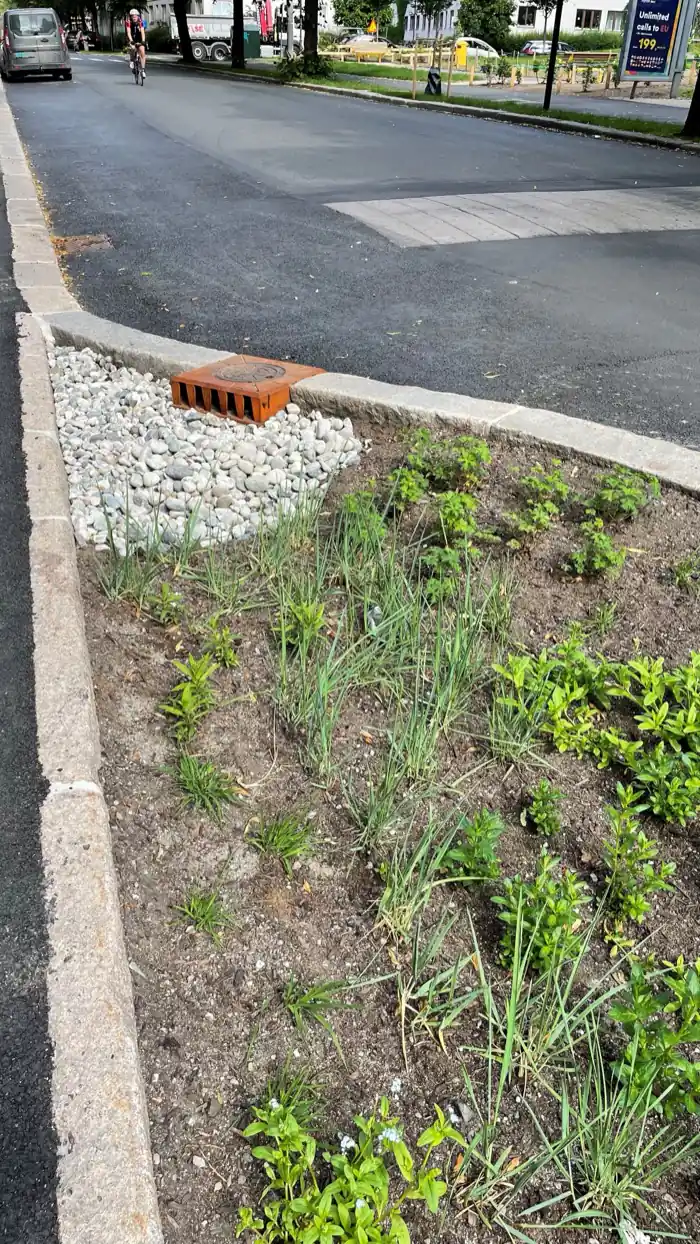 Veivann ledet til regnbed — eksempel på klimatilpasningstiltak